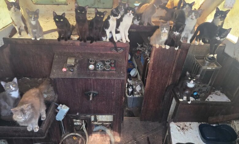 Dozens of cats rescued from boat near Tacoma’s Point Defiance
