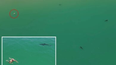 Great white sharks circle swimmer off California coast in new video