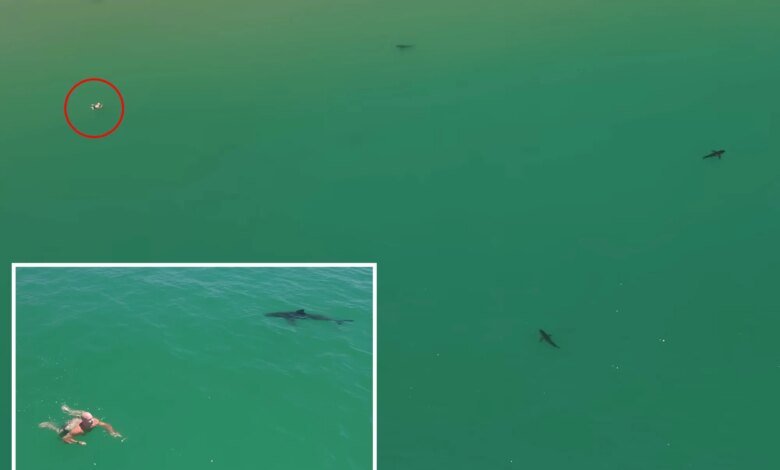 Great white sharks circle swimmer off California coast in new video