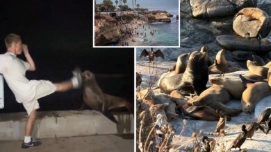 La Jolla leaders weight extreme measures after teen caught kicking sea lion