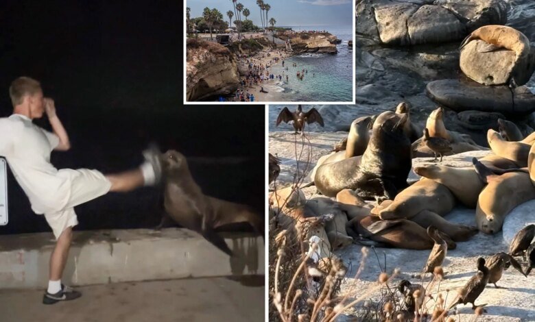 La Jolla leaders weight extreme measures after teen caught kicking sea lion