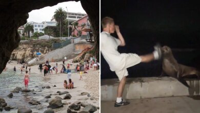 La Jolla teen faces justice after kicking helpless sea lion in viral attack