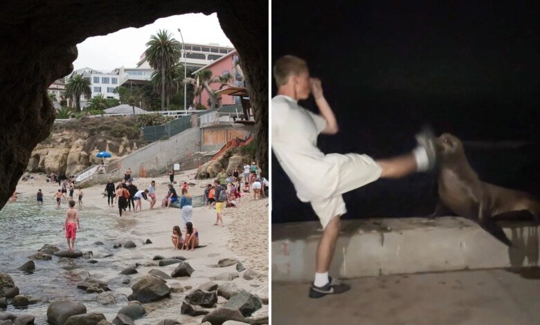 La Jolla teen faces justice after kicking helpless sea lion in viral attack