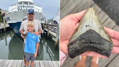 Massive tooth of 3.6M-year-old megalodon — largest shark to ever live — discovered on Jersey Shore