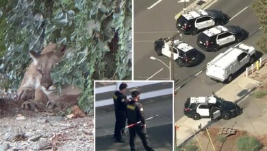 Mountain lion spotted roaming LA neighborhood in broad daylight