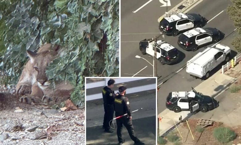 Mountain lion spotted roaming LA neighborhood in broad daylight