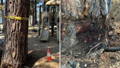 $147K reward offered to unmask mystery tree poisoning suspect