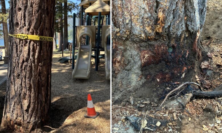 $147K reward offered to unmask mystery tree poisoning suspect