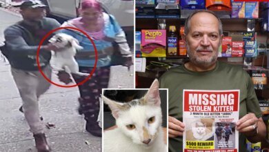 Beloved NYC bodega cat stolen from store as kitty's fans have their claws out for the petnappers