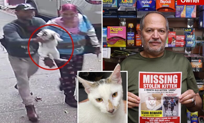 Beloved NYC bodega cat stolen from store as kitty's fans have their claws out for the petnappers