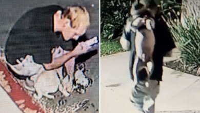 Huntington Beach man arrested after pug abuse caught on camera