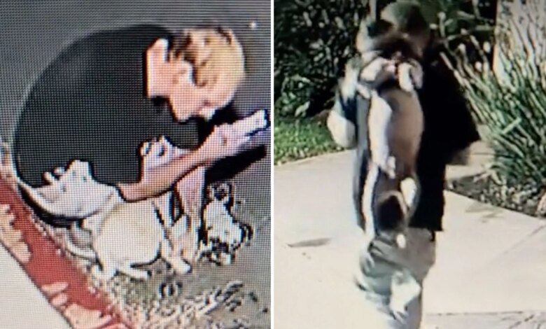 Huntington Beach man arrested after pug abuse caught on camera