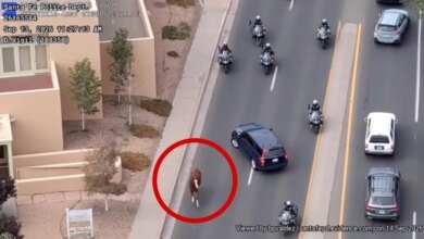 An aerial view shows a loose horse walking down a street with police motorcycles and cars.
