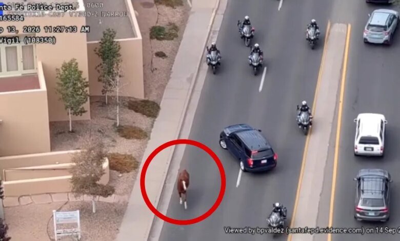 An aerial view shows a loose horse walking down a street with police motorcycles and cars.