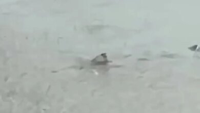 Videos shows a shark swimming on a flooded New Jersey street.