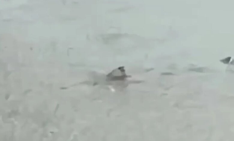 Videos shows a shark swimming on a flooded New Jersey street.