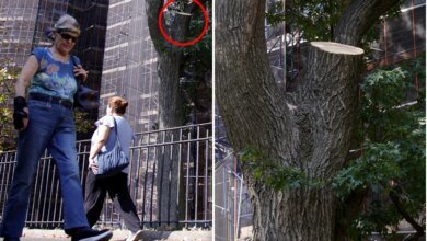 Tree limb that injured NYC hotdog vendor was just inspected: city