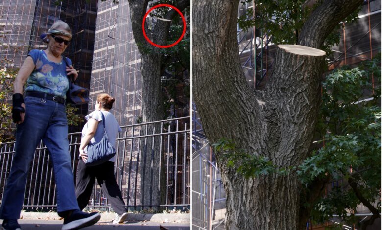 Tree limb that injured NYC hotdog vendor was just inspected: city