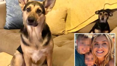 Blind dog sparks deadly house fire, killing itself and canine sibling