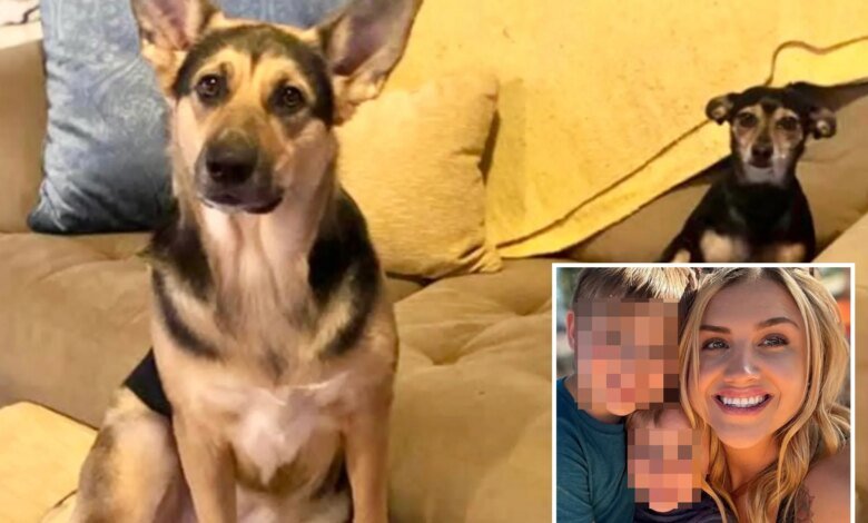 Blind dog sparks deadly house fire, killing itself and canine sibling