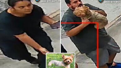 Brazen dog-napping pair snatches 'loving and flirty' Yorkshire Terrier named Chanel from NYC yard: cops