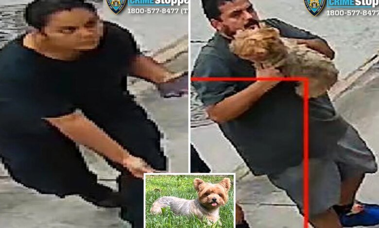 Brazen dog-napping pair snatches 'loving and flirty' Yorkshire Terrier named Chanel from NYC yard: cops