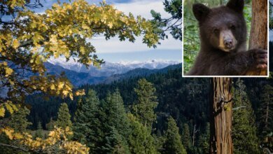 California national parks post warning amid spike in bear encounters/incidents