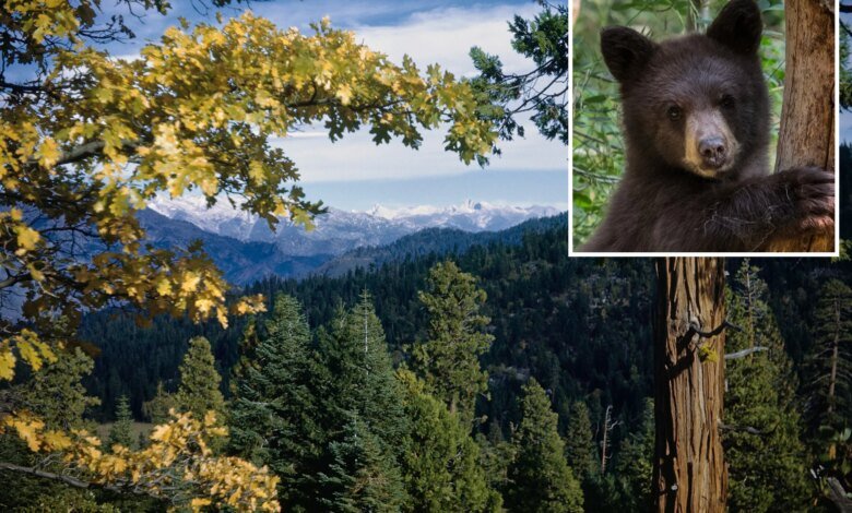 California national parks post warning amid spike in bear encounters/incidents