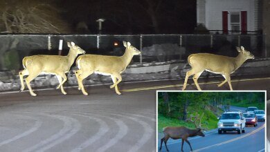 NJ drivers warned about an increase in horny deer on the prowl