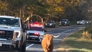 A runaway cow with long horns runs down a paved road, pursued by a police car and other vehicles with flashing lights.
