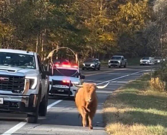 A runaway cow with long horns runs down a paved road, pursued by a police car and other vehicles with flashing lights.