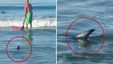 Shark swims dangerously close to surfers at El Porto Beach in Southern California