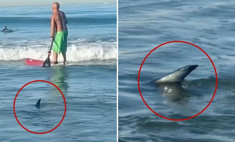 Shark swims dangerously close to surfers at El Porto Beach in Southern California
